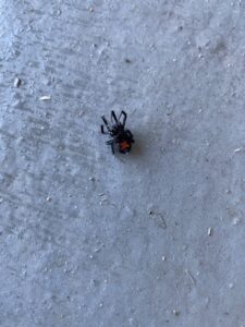 A black widow spider on a concrete surface, indicating a pest control need for Pura Pest Control in Greenville, SC