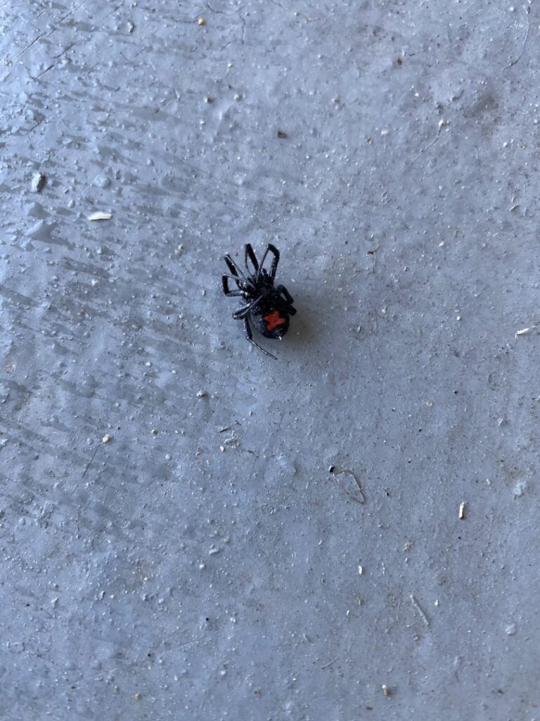 A black widow spider on a concrete surface, indicating a pest control need for Pura Pest Control in Greenville, SC