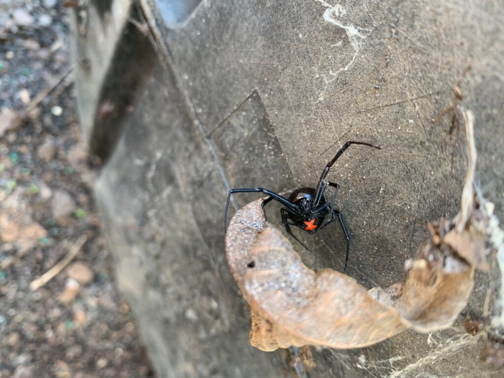 A close-up of a black widow spider on a tire, indicating a pest issue found by Pinnacle Pest Solutions in Hilton Head Island, SC