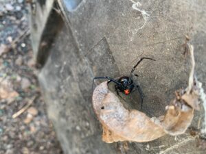 A close-up of a black widow spider on a tire, indicating a pest issue found by Pinnacle Pest Solutions in Hilton Head Island, SC