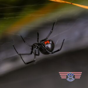 A black widow spider on its web, a dangerous pest handled by AAA Pest Control in El Paso, TX