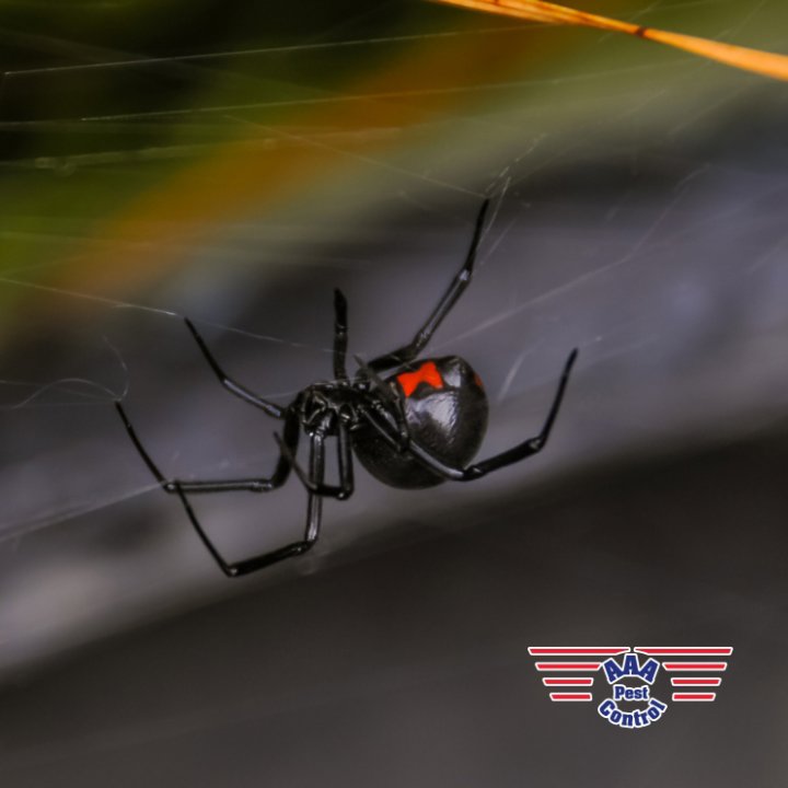 A black widow spider on its web, a dangerous pest handled by AAA Pest Control in El Paso, TX