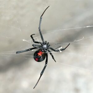 A dangerous black widow spider on its web, a common pest handled by AmeriPest Solutions, LLC in Springfield, MO.