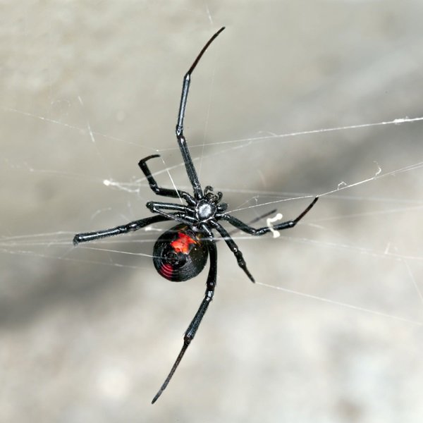 A dangerous black widow spider on its web, a common pest handled by AmeriPest Solutions, LLC in Springfield, MO.