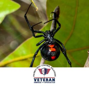 A black widow spider on its web, representing a dangerous pest that Patriot Pest Control Solutions in Yakima, WA, can safely remove.