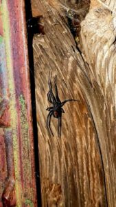 A black widow spider on a wooden surface, a common pest handled by Steadfast Pest Control in Queen Creek, AZ.