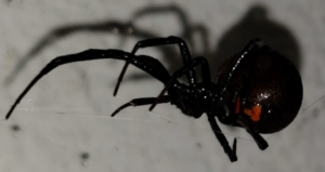 A close-up photo of a black widow spider, a dangerous pest, handled by Bug Guy Pest Control in Las Cruces, NM.