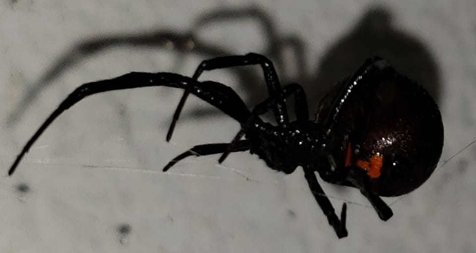 A close-up photo of a black widow spider, a dangerous pest, handled by Bug Guy Pest Control in Las Cruces, NM.