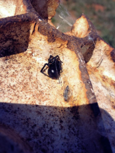 A dangerous black widow spider on a rusty surface, showing a pest control issue for Bug Stop Pest Control in Oklahoma City, OK.