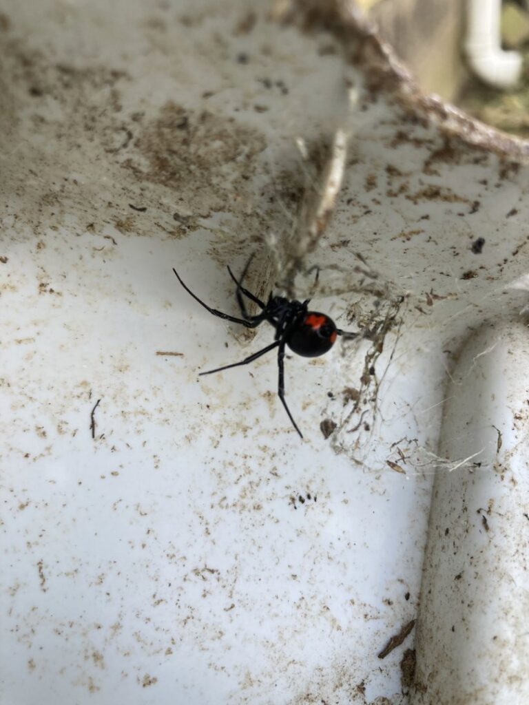A black widow spider, a dangerous pest requiring control from Defender Wildlife & Pest Control in Rogers, AR.