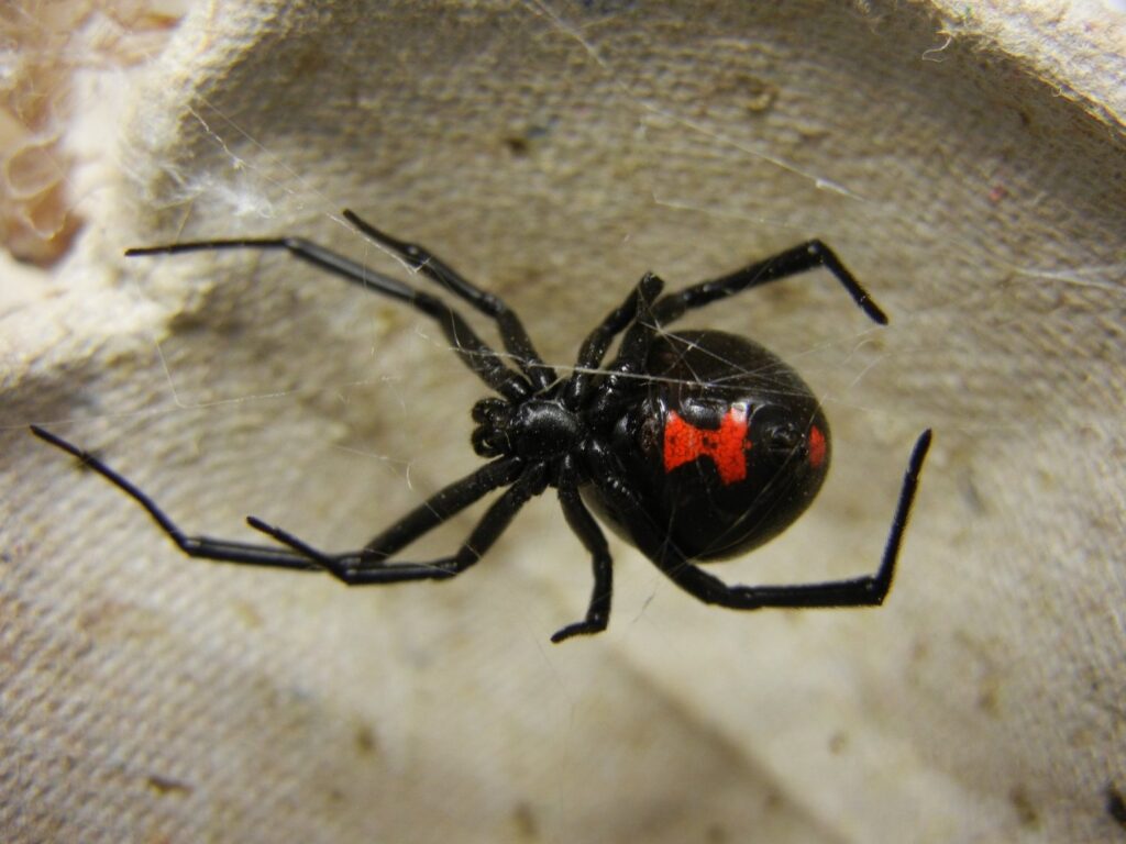 A close-up of a black widow spider, a common pest handled by El Valle Pest Control in El Paso, TX