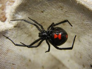 A close-up of a black widow spider, a common pest handled by El Valle Pest Control in El Paso, TX