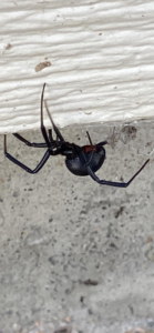 A dangerous black widow spider, a pest handled by Garcia Pest Management in Denver, CO.