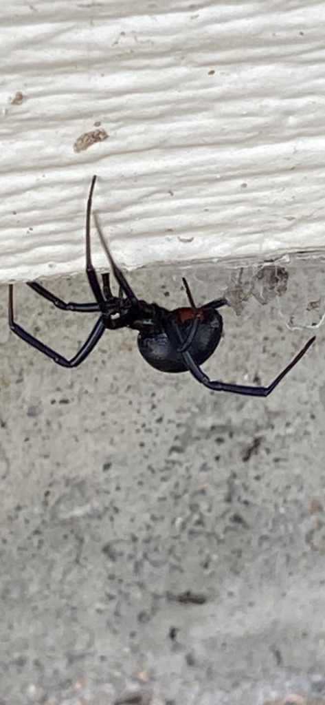 A dangerous black widow spider, a pest handled by Garcia Pest Management in Denver, CO.