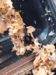A black widow spider with a distinctive red hourglass mark, a common pest targeted by Howe Pest Management in Manhattan, KS.