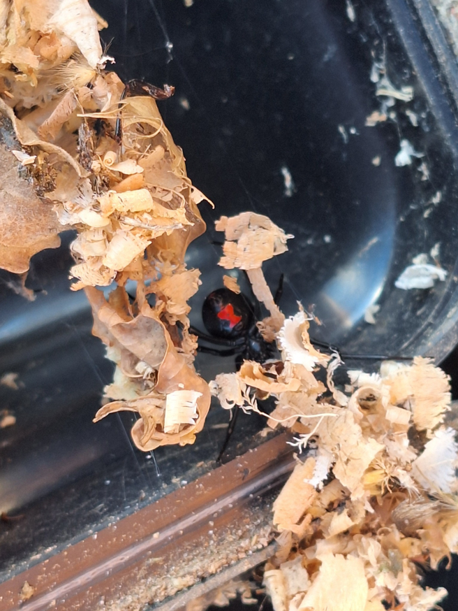 A black widow spider with a distinctive red hourglass mark, a common pest targeted by Howe Pest Management in Manhattan, KS.