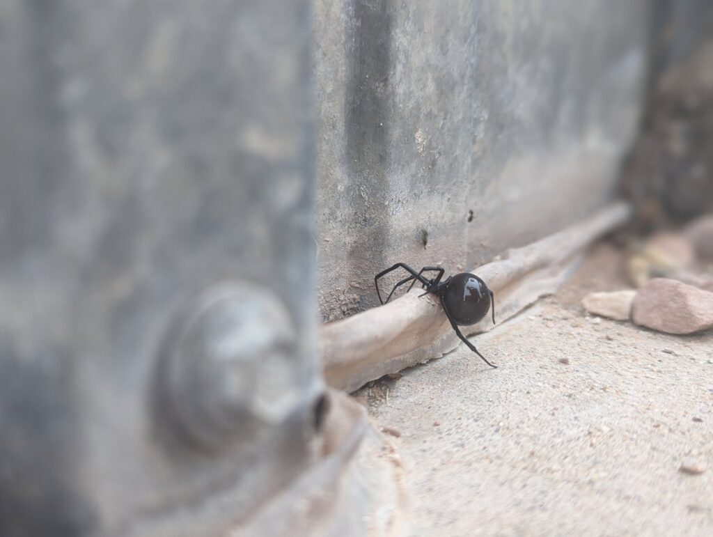 A black widow spider, a dangerous pest identified by Elevated Pest Control LLC in Berthoud, CO.