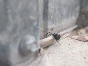 A black widow spider, a dangerous pest identified by Elevated Pest Control LLC in Berthoud, CO.