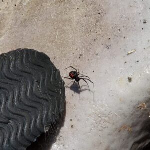 A dangerous black widow spider with its distinctive red hourglass marking, found near a shoe, highlighting the need for spider control by Pest In Class Exterminating in Johnson City, TN.