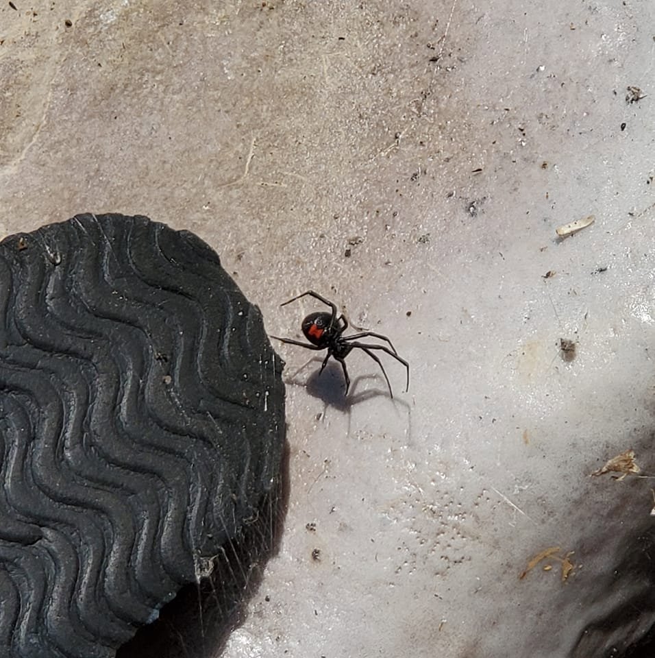 A dangerous black widow spider with its distinctive red hourglass marking, found near a shoe, highlighting the need for spider control by Pest In Class Exterminating in Johnson City, TN.