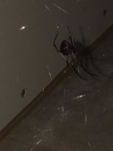 A black widow spider on its web, a common pest managed by Laser Pest Management, Inc. in Eudora, KS.