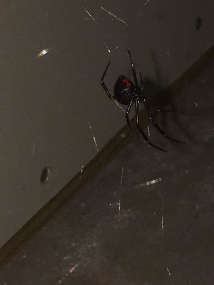 A black widow spider on its web, a common pest managed by Laser Pest Management, Inc. in Eudora, KS.