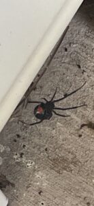A close-up of a black widow spider on a concrete surface, a common pest handled by Port City Pest Control in Summerville, SC.