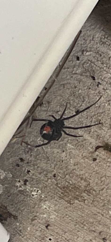 A close-up of a black widow spider on a concrete surface, a common pest handled by Port City Pest Control in Summerville, SC.