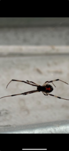 A black widow spider with its distinctive red hourglass marking, identified by Venom Pest Control in Clermont, FL