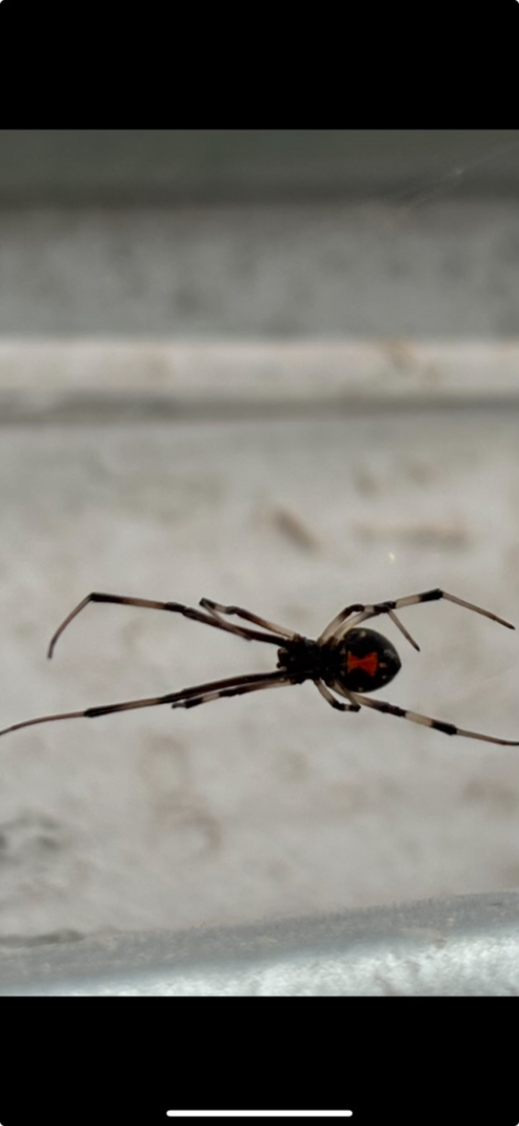 A black widow spider with its distinctive red hourglass marking, identified by Venom Pest Control in Clermont, FL