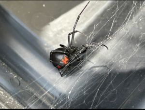 A black widow spider in its web, representing a pest removal service by Hug-A-Bug Pest Control & Termite in Virginia Beach, VA.