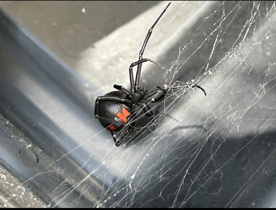 A black widow spider in its web, representing a pest removal service by Hug-A-Bug Pest Control & Termite in Virginia Beach, VA.