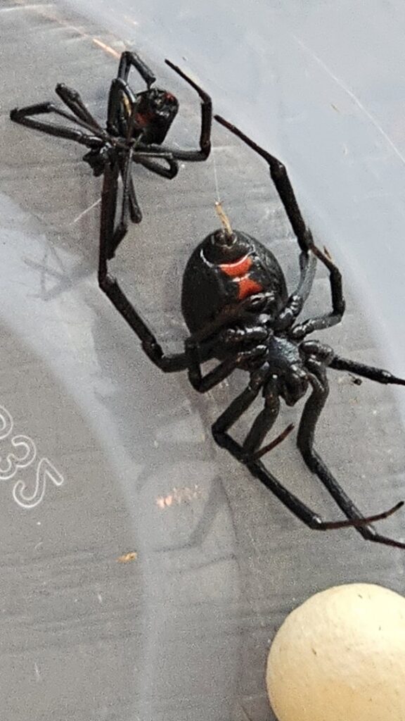 Two black widow spiders and an egg sac, showing a dangerous pest infestation for EcoShield Pest Solutions Fort Worth, TX.