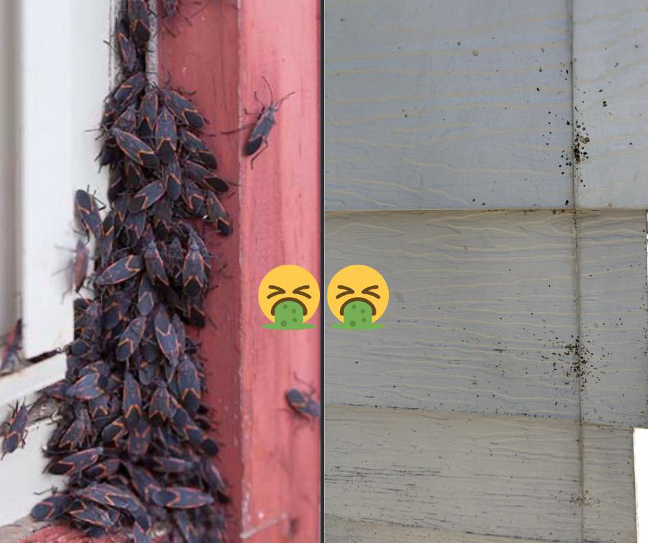 A severe box elder bug infestation on a house exterior, indicating a pest problem High Country Pest Control can solve in Colorado Springs, CO.