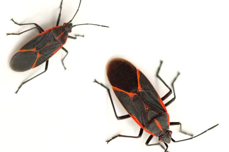 Two box elder bugs, a common nuisance pest controlled by Valley Pest Control in Oshkosh, WI.