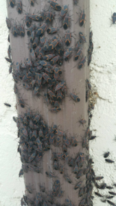 A severe boxelder bug infestation covering a downspout, indicating a pest control need in Akron, OH.