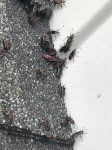 A cluster of boxelder bugs gathered on a roof shingle, a common pest issue addressed by Perdue Exterminators in Roanoke, VA.
