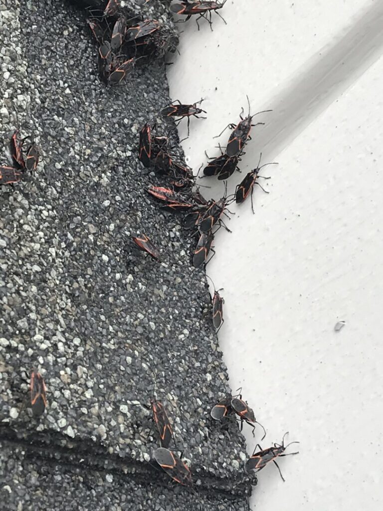 A cluster of boxelder bugs gathered on a roof shingle, a common pest issue addressed by Perdue Exterminators in Roanoke, VA.