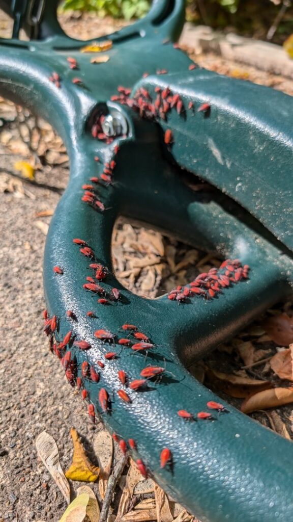 Numerous small red boxelder bug nymphs clustered on a green plastic surface, indicating a pest infestation managed by Grand Rapids Pest Control in Grand Rapids, MI.