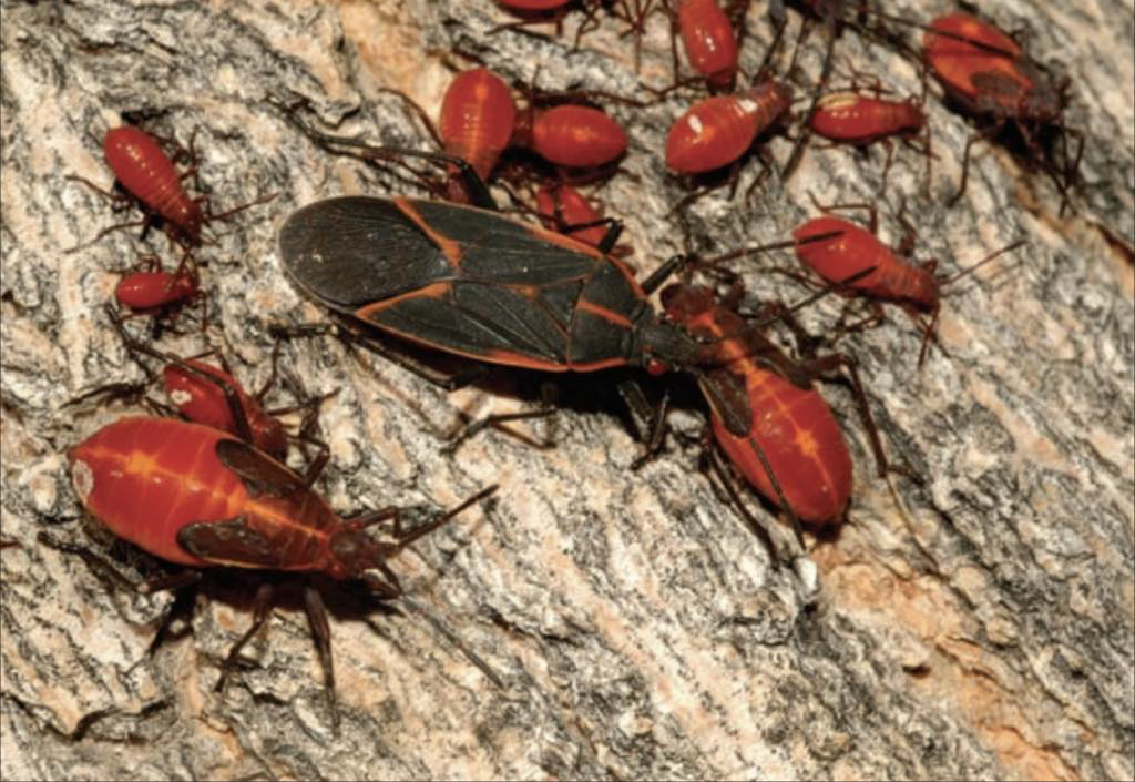 A close-up photo of boxelder bugs on tree bark, representing pest identification by Patriot Mosquito in Minot, ND.