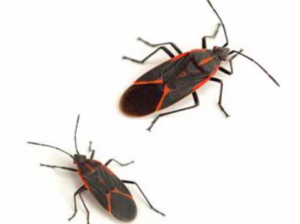 Two boxelder bugs, a common household pest, on a white background, handled by WilTec Solutions in Williston, ND.