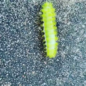 A bright green caterpillar with spiky protrusions crawling on a dark textured surface, an insect Mayday Pest Management in Tulsa, OK, might identify.
