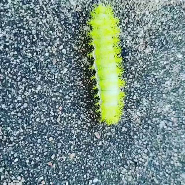 A bright green caterpillar with spiky protrusions crawling on a dark textured surface, an insect Mayday Pest Management in Tulsa, OK, might identify.