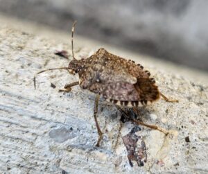 A close-up view of a brown marmorated stink bug on a concrete surface, a common pest handled by Spectrum Pest Control Eco-Tech LLC in Kenosha, WI.