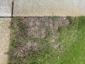 Lawn with a large brown patch, indicating disease or pest damage, by EPLS in Orlando, FL.