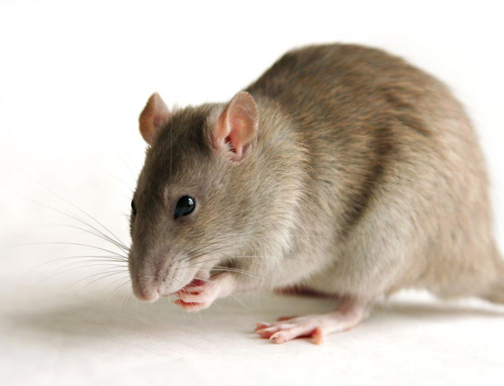A light brown rat grooming itself, illustrating a common pest problem addressed by Myzzer in Bellevue, WA.