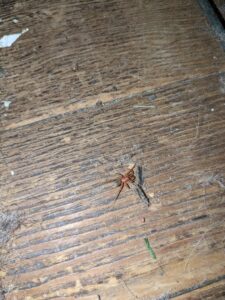 A brown recluse spider on a dusty wooden floor, indicating a spider pest issue, by Blue Rose Pest Control in Fremont, NE.