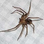A brown recluse spider, a dangerous pest that Pest control can remove in Arlington, TX