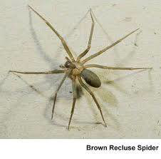 A brown recluse spider, a dangerous pest handled by Don Wilkinson Pest Control in Olathe, KS.