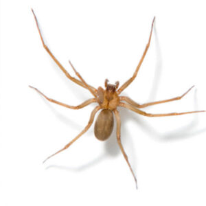 A close-up image of a brown recluse spider, representing spider control services by Star Pest Control in Idaho Falls, ID.